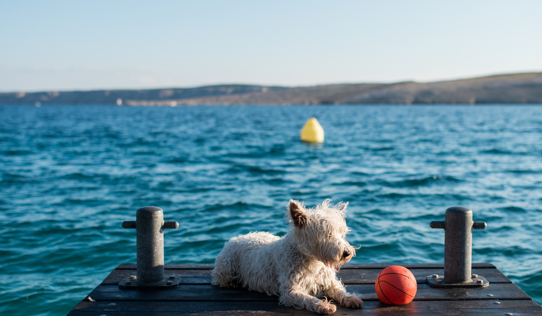 perro de vacaciones en Benidorm