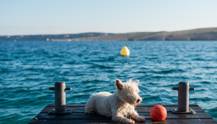 perro de vacaciones en Benidorm